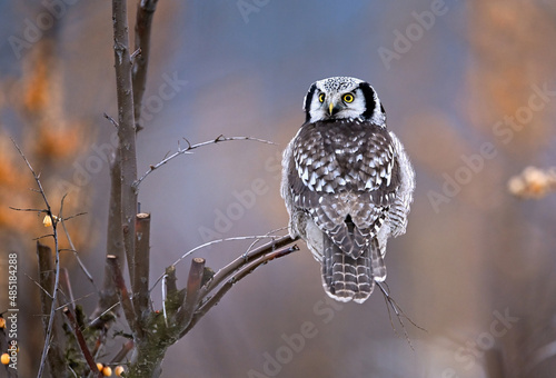 Canvas-taulu Northern Hawk Owl ( Surnia ulula )