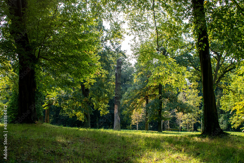 Fototapeta premium Bosque verde