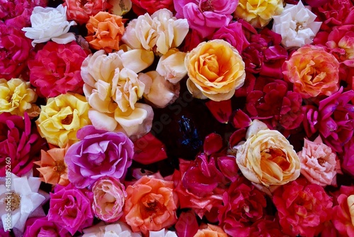 Aerial view of colorful fragrant roses in water basin. Marrakech, Morocco. © Maleo Photography