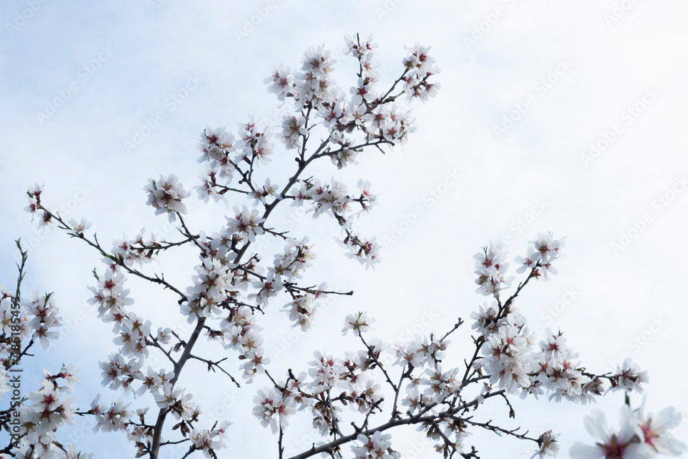 Ramas de almendro florecido contra el cielo con nubes Ramas de almendro florecido contra el cielo con nubes