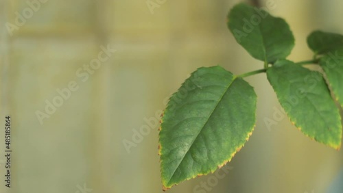 Planta na residência