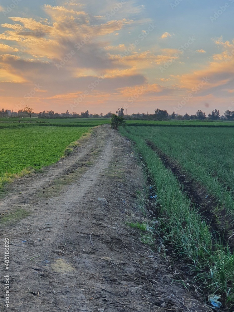 Fototapeta premium sunset in the field