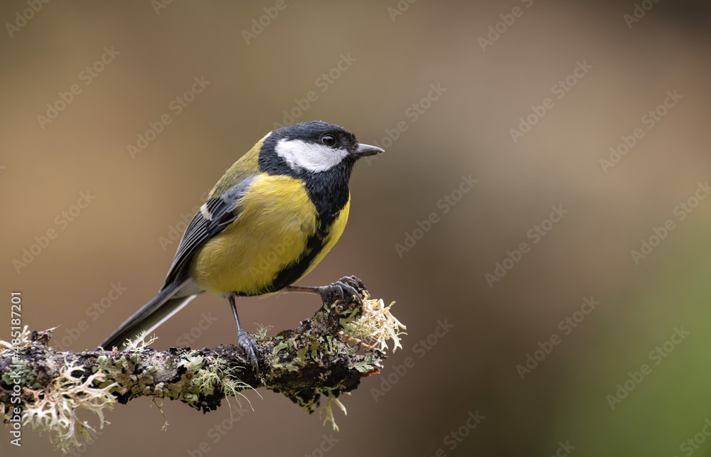 Great tit in the rain perched on a branch