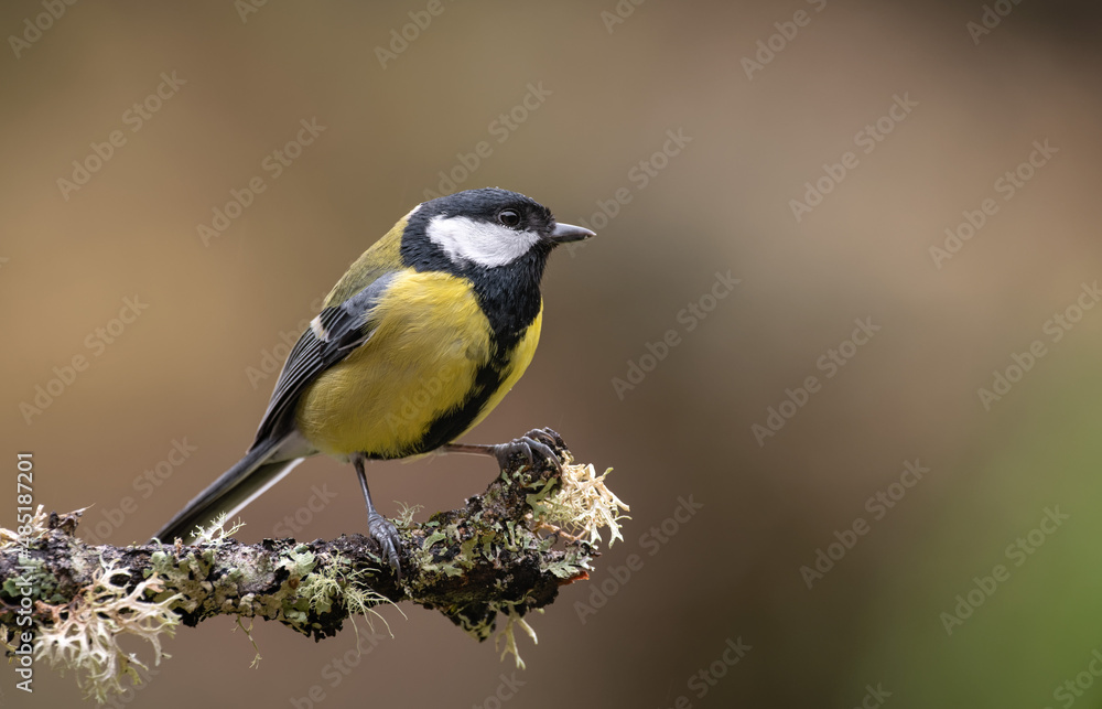 Great tit in the rain perched on a branch Great tit in the rain perched on a branch