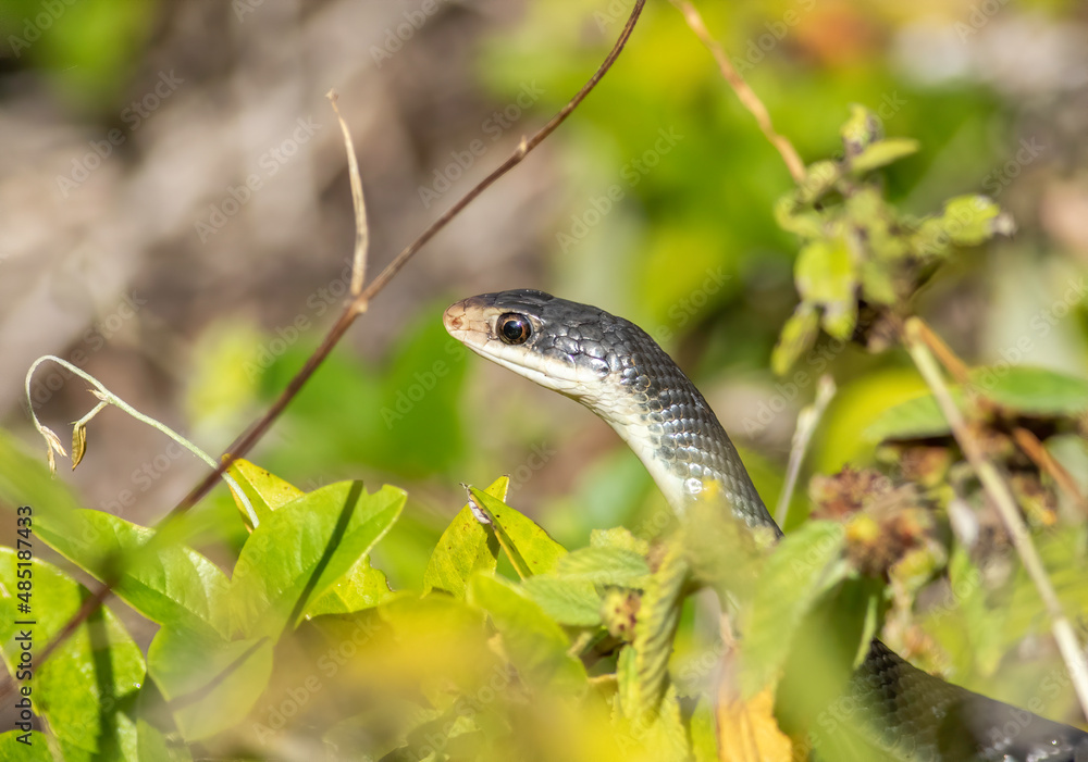 A black racer raises up searching for its prey A black racer raises up searching for its prey