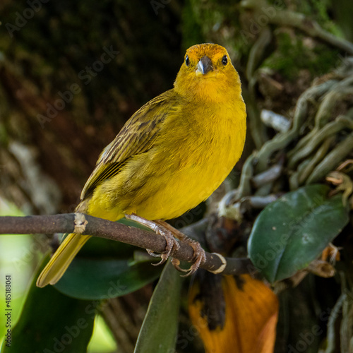 Foto Atlantic Canary, a small Brazilian wild bird