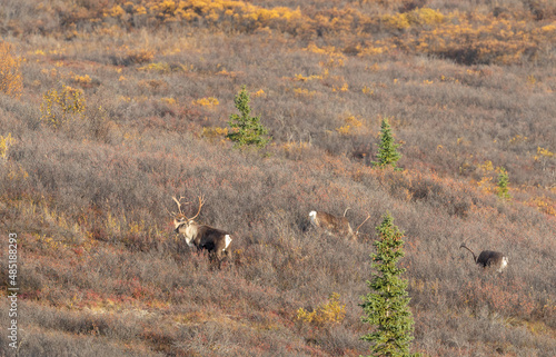 Bull Barrren Ground Caribou in Denali National Park Alaska in Autumn