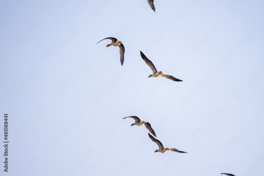 goose flying in the sky goose flying in the sky