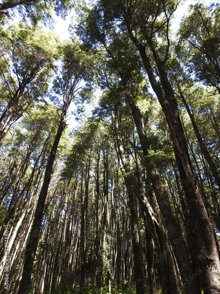 Fototapeta premium bosque