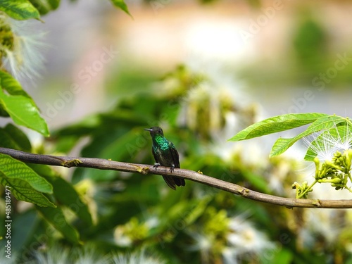 Glittering-throated Emeralds (Amazilia fimbriata) Trochilidae family. Amazon, Brazil