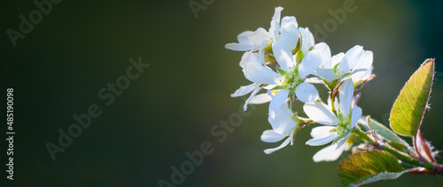 Beautiful tree branch with tender flowers on green banner background