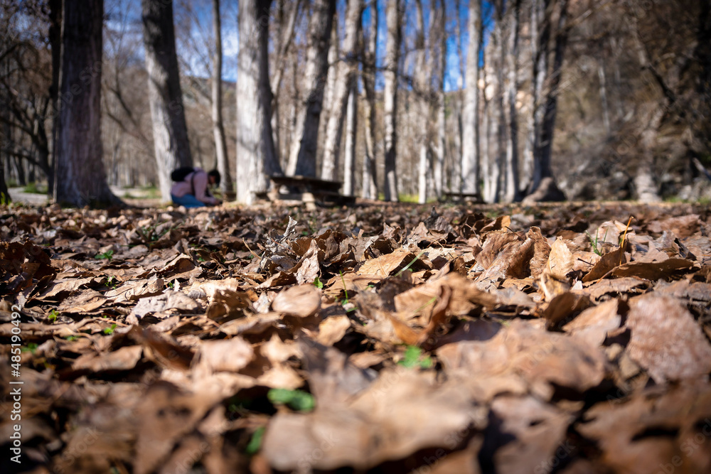 el bosque en otoño el bosque en otoño