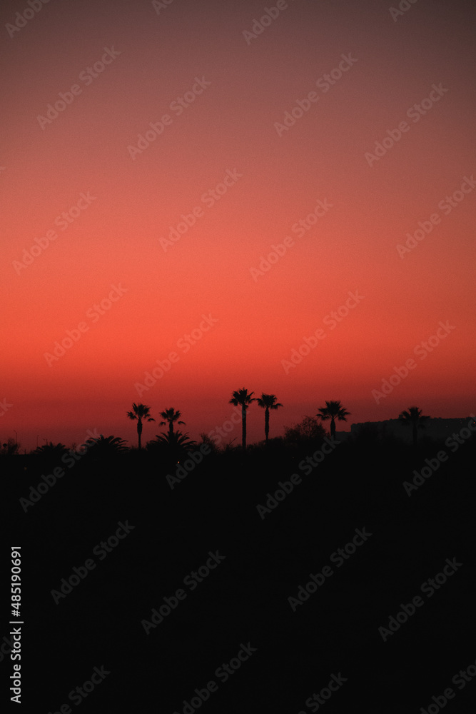 View of a red sky and palm trees silhouettes. Sunrise on the beach. View of a red sky and palm trees silhouettes. Sunrise on the beach.