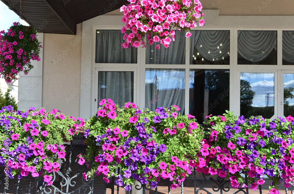 terrace decoration with plants in pots bright petunias flowers