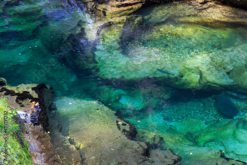 swimming Trout in the River Radnova, majestic Vintgar Gorge, Slovenia