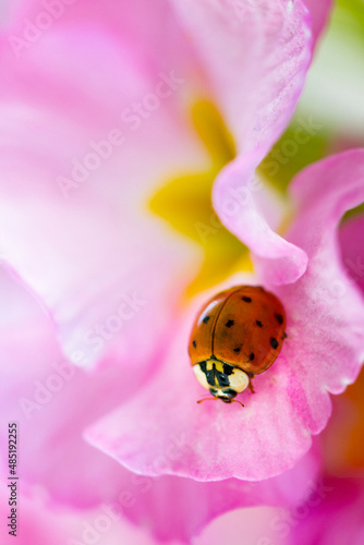 Fotografia red ladybug on primrose summer flower, ladybird creeps on leaf of plant in sprin