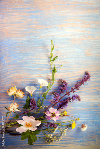 flowers on old grunge blue wooden background (dandelions thyme mint bells chamomile lupine ).