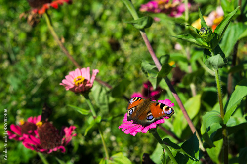 summer image of a butterfly peacock eye on a flower bed zinnia