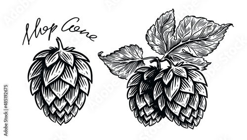 Hops herb plant for brewery of beer. Engraving vintage sketch vector illustration photo