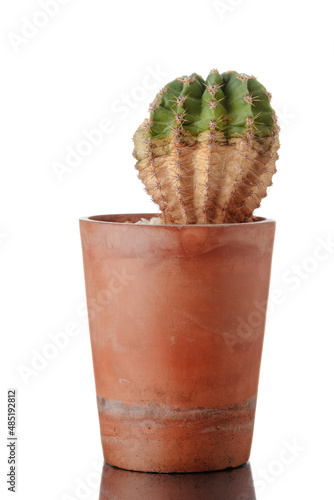 Cactus in a clay pot Isolated on white background