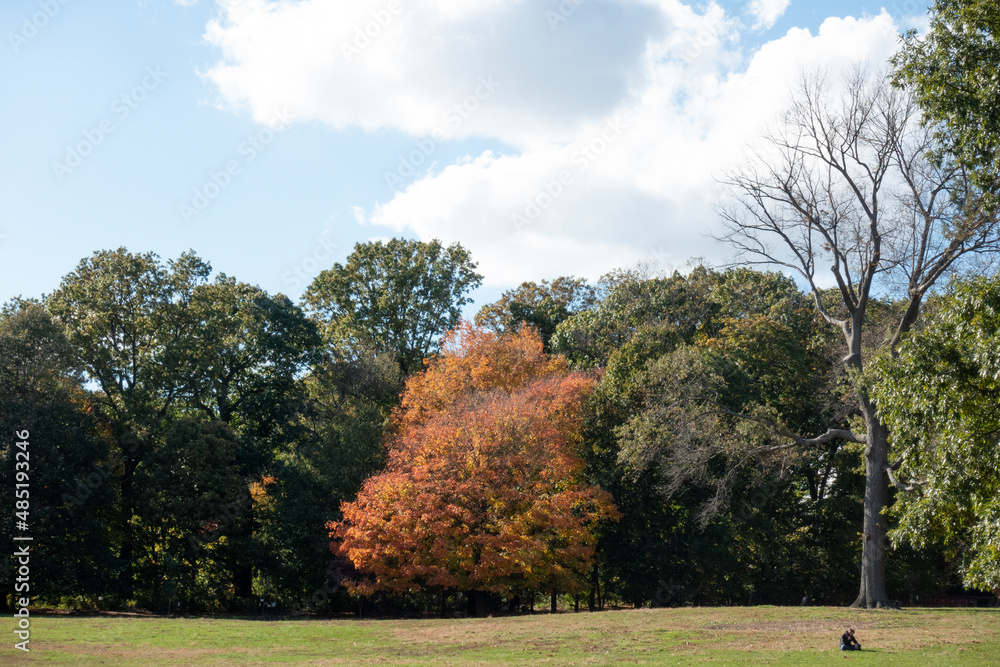 The Long Meadow, in Brooklyn's Prospect Park, in early Fall.