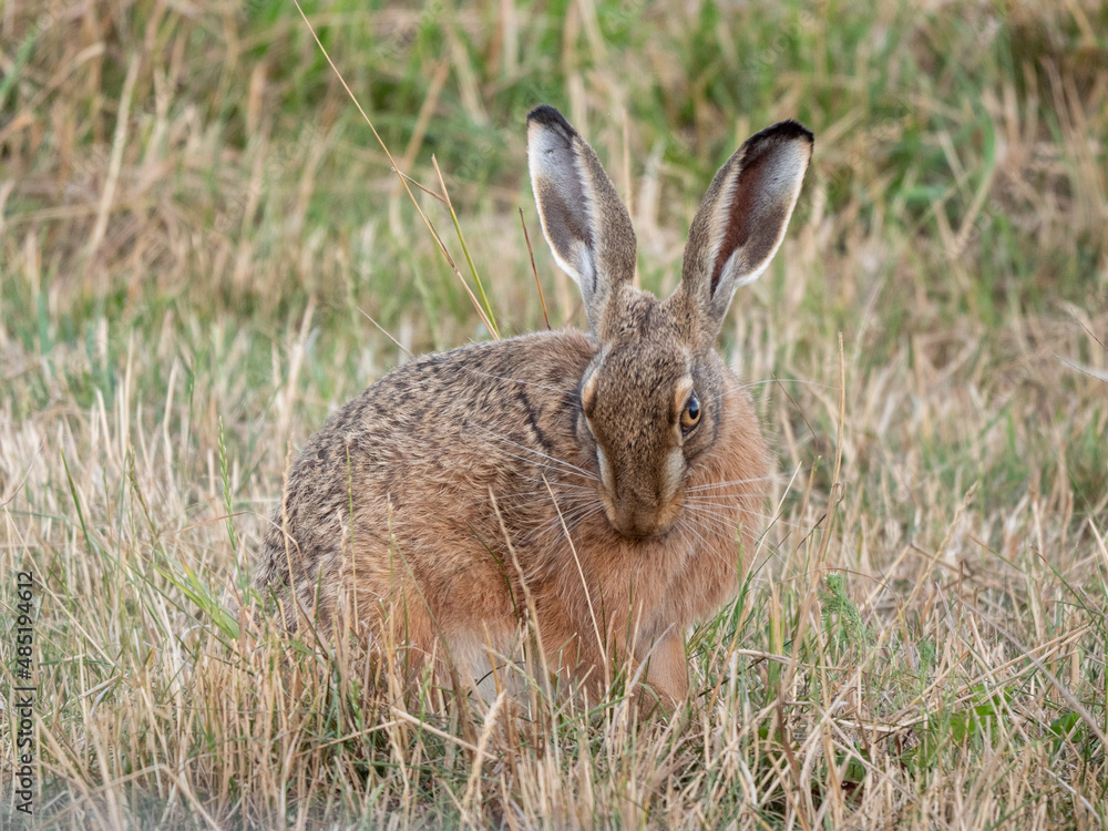 Fototapeta premium Feldhase