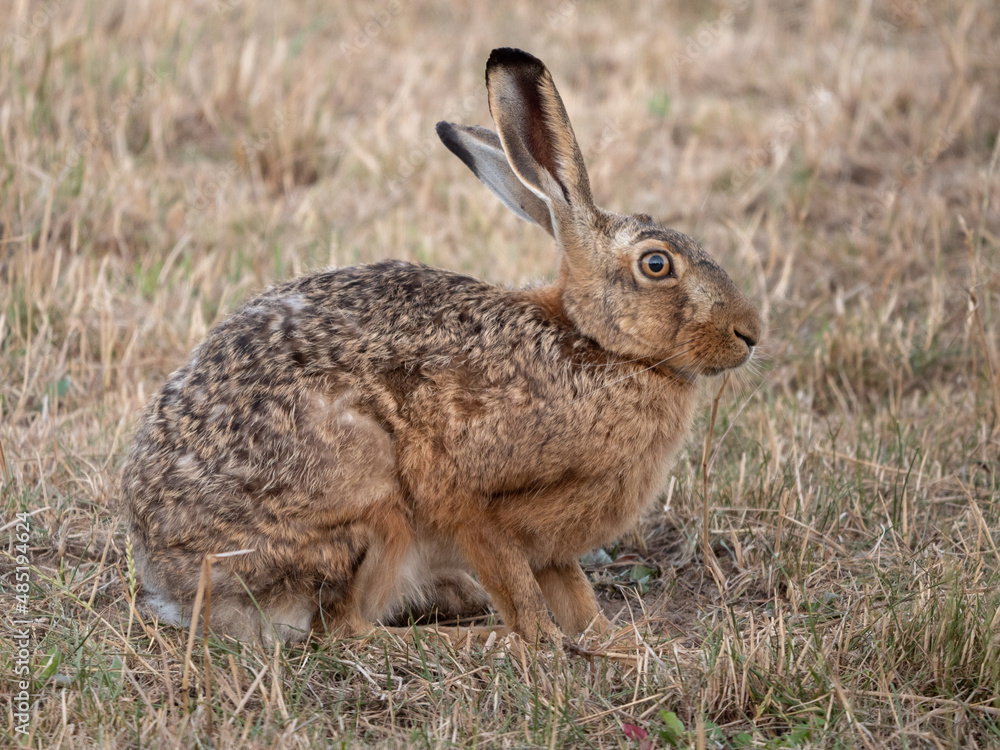 Fototapeta premium Feldhase