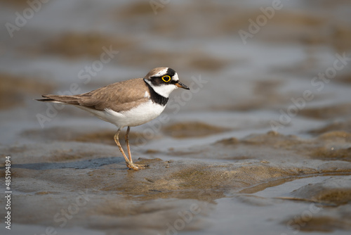 Little ringed plover photo