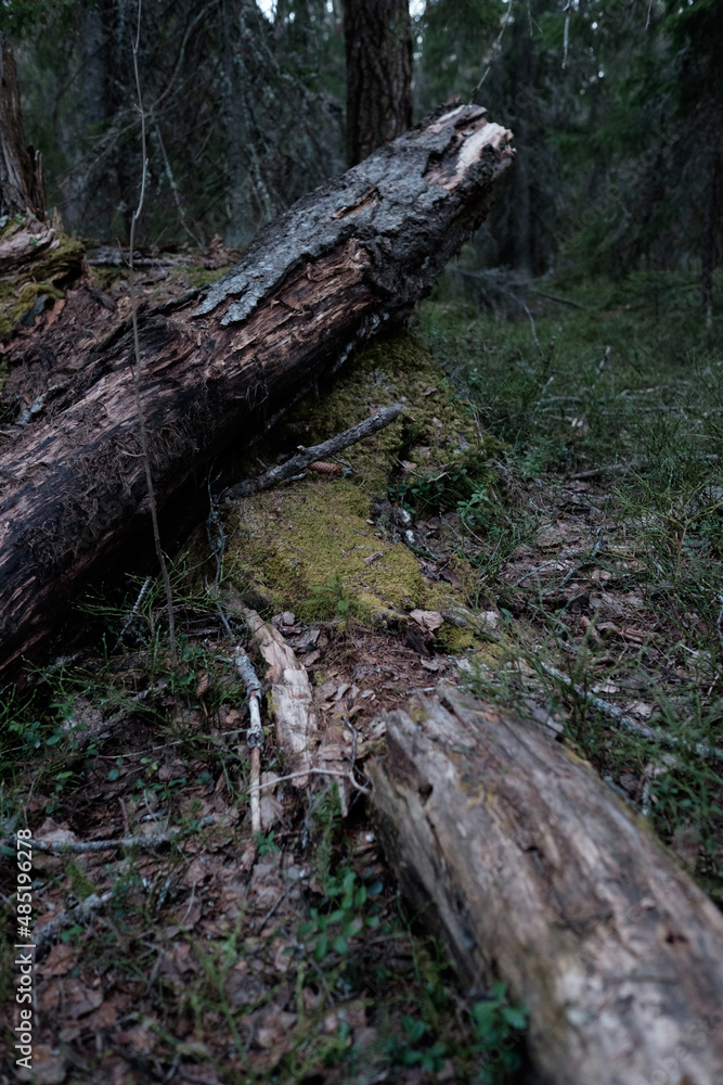 Obraz premium stump in the forest