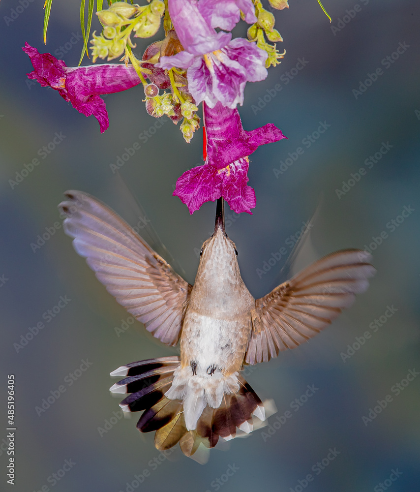 Obraz premium Hummingbird in Flight