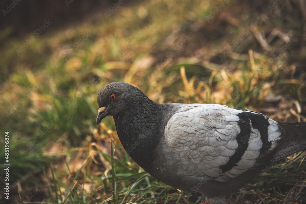 a pigeon standing on the grass is green- yellow a pigeon standing on the grass is green- yellow