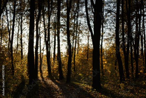 Autumn mixed forest in silhouette. © Константин Чернышов