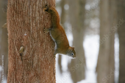 Little squirrel in the wild forest in the canadian winter in Quebec