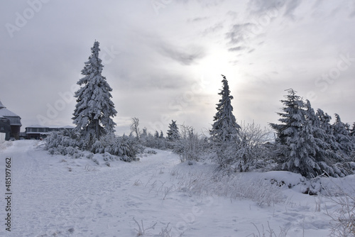 some snow covered trees on top of Klínovec/Keilberg - winter scenery