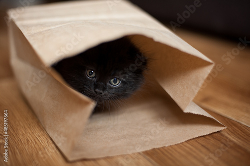Little black kitten