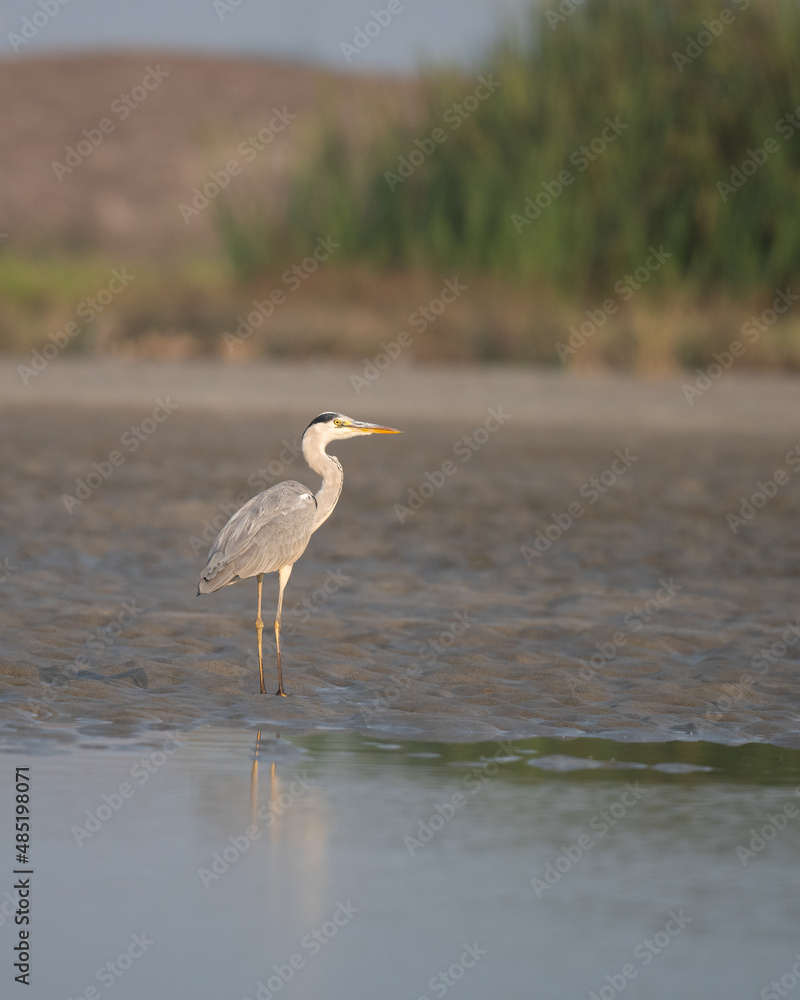 Obraz premium Grey heron