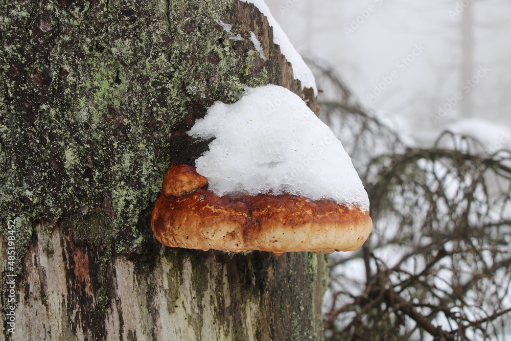 Wanderung im Winter im Harz auf dem Goetheweg nahe Torfhaus (Hiking in the winter in the Harz Mountains) | Baumpilze mit Schneedecke (tree mushrooms with snow cap) Wanderung im Winter im Harz auf dem Goetheweg nahe Torfhaus (Hiking in the winter in the Harz Mountains) | Baumpilze mit Schneedecke (tree mushrooms with snow cap)