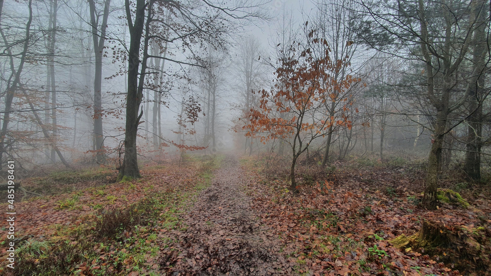 Fabulous forest with fog on the autumn day.