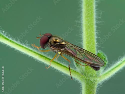 P1010049 male hoverfly, Melanostoma mellinum, on plant stem cECP 2020 photo