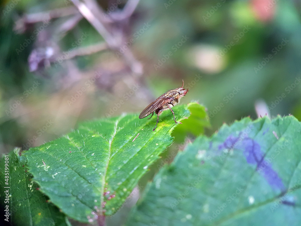 fly on leaf fly on leaf