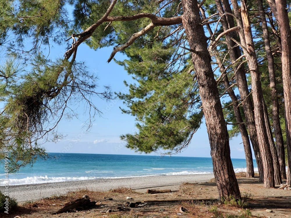Pitsunda pine forest on coast by the blue sea Pitsunda pine forest on coast by the blue sea