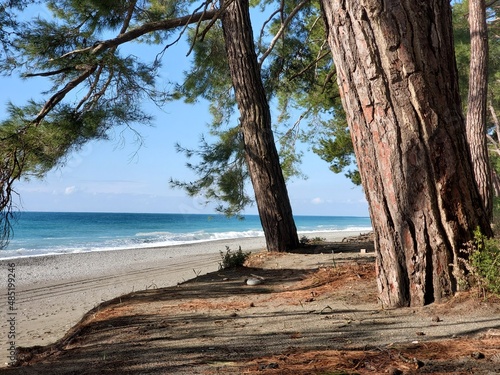 Pitsunda pine forest on coast by the blue sea