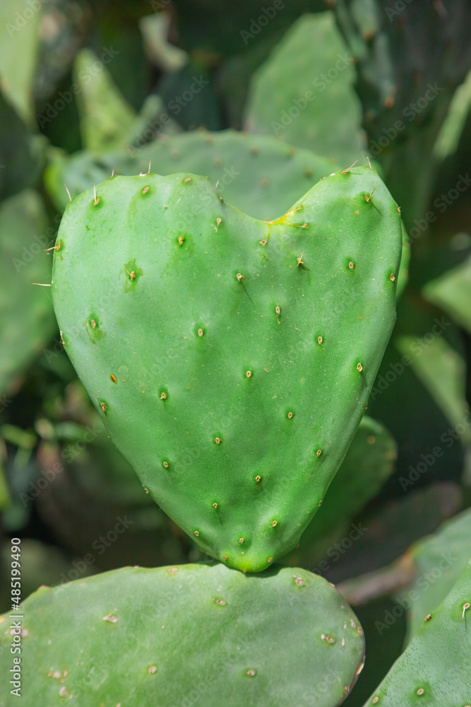 A closeup of prickly pear cactus A closeup of prickly pear cactus