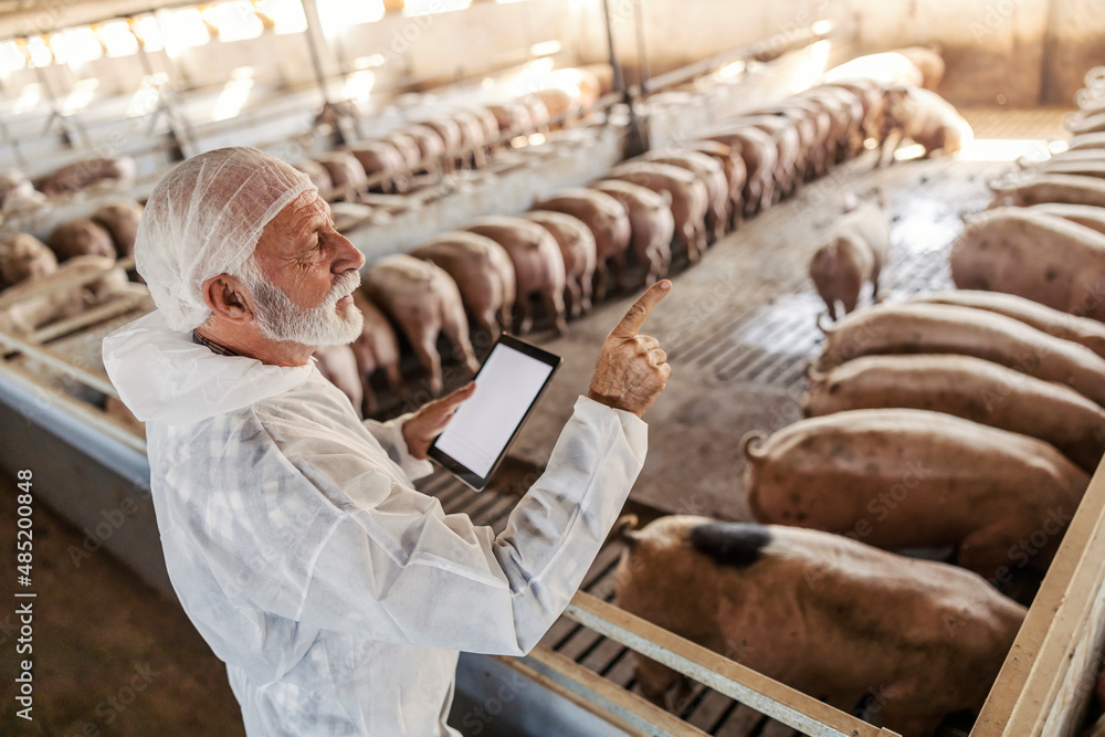 A veterinarian uses technologies to make things easier. Livestock and meat industry. A veterinarian uses technologies to make things easier. Livestock and meat industry.