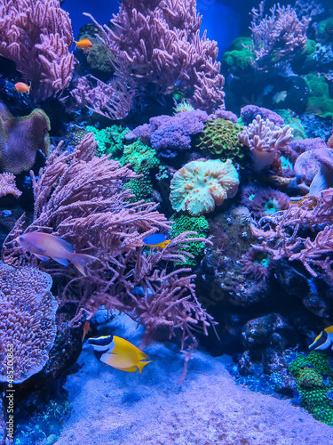 Fototapeta Naklejka Na Ścianę i Meble -  Coral reef and fishes in sea. Underwater life