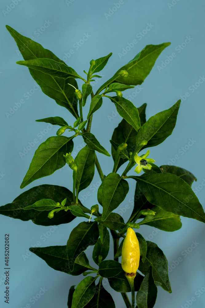 Close-up detail view of Tabasco chili plant. Chili pepper plant against blue background wall.