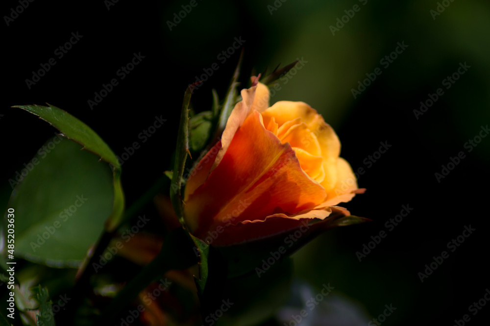 flores y plantas, en la naturaleza, españa, flores y plantas, en la naturaleza, españa,