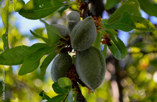 flores y plantas, en la naturaleza, españa, 
