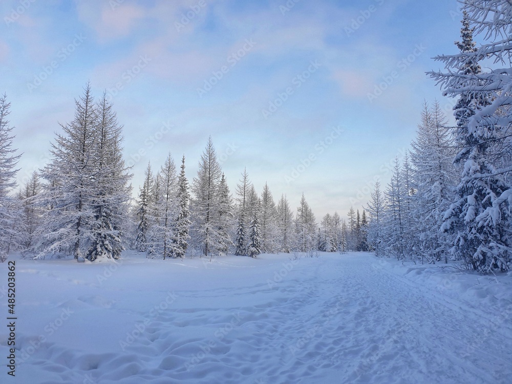 Fototapeta premium snow covered trees