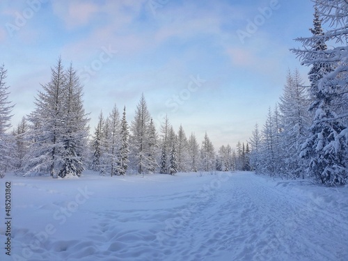 snow covered trees © Наталья Чуприкова